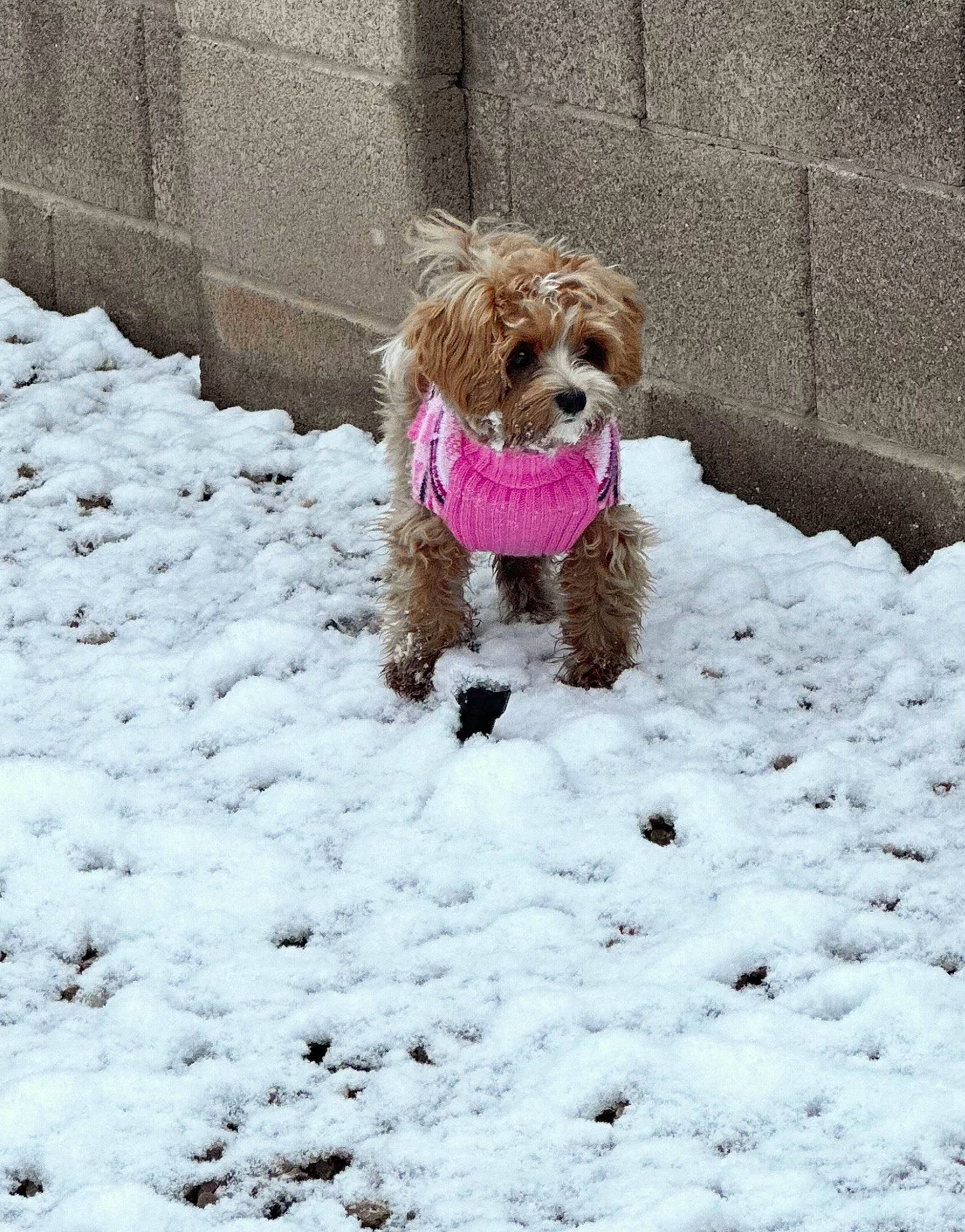 Senna Jean is registered to the contest to win money with this photo: canidae, carnivore, companion_dog, dog, dog_breed, dog_clothes, dog_supply, fawn, fur, liver, pet_supply, poodle, snout, snow, spaniel, sporting_group, terrier, toy_dog, water_dog, winter