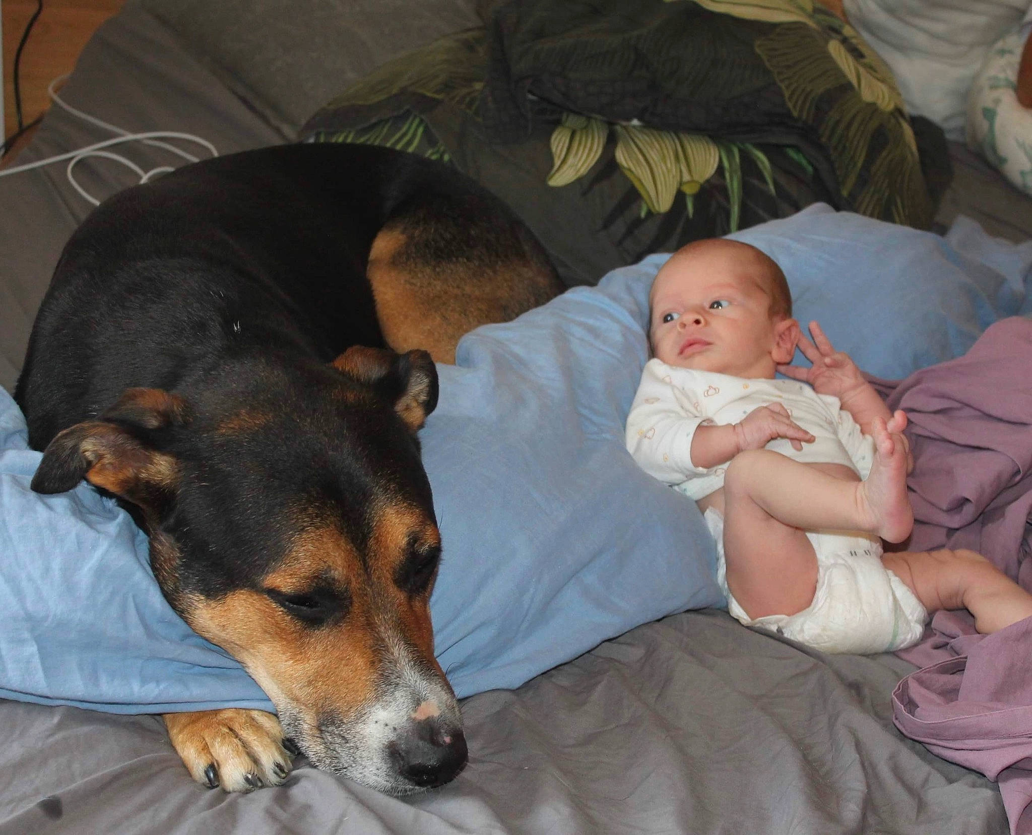 Maëlan a rejoint le concours — aidez-le/la à gagner de superbes lots ! baby, canidae, carnivore, child, comfort, companion_dog, couch, dog, dog_breed, ear, fur, guard_dog, hat, lap, mammal, nap, person, sitting, snout, sporting_group