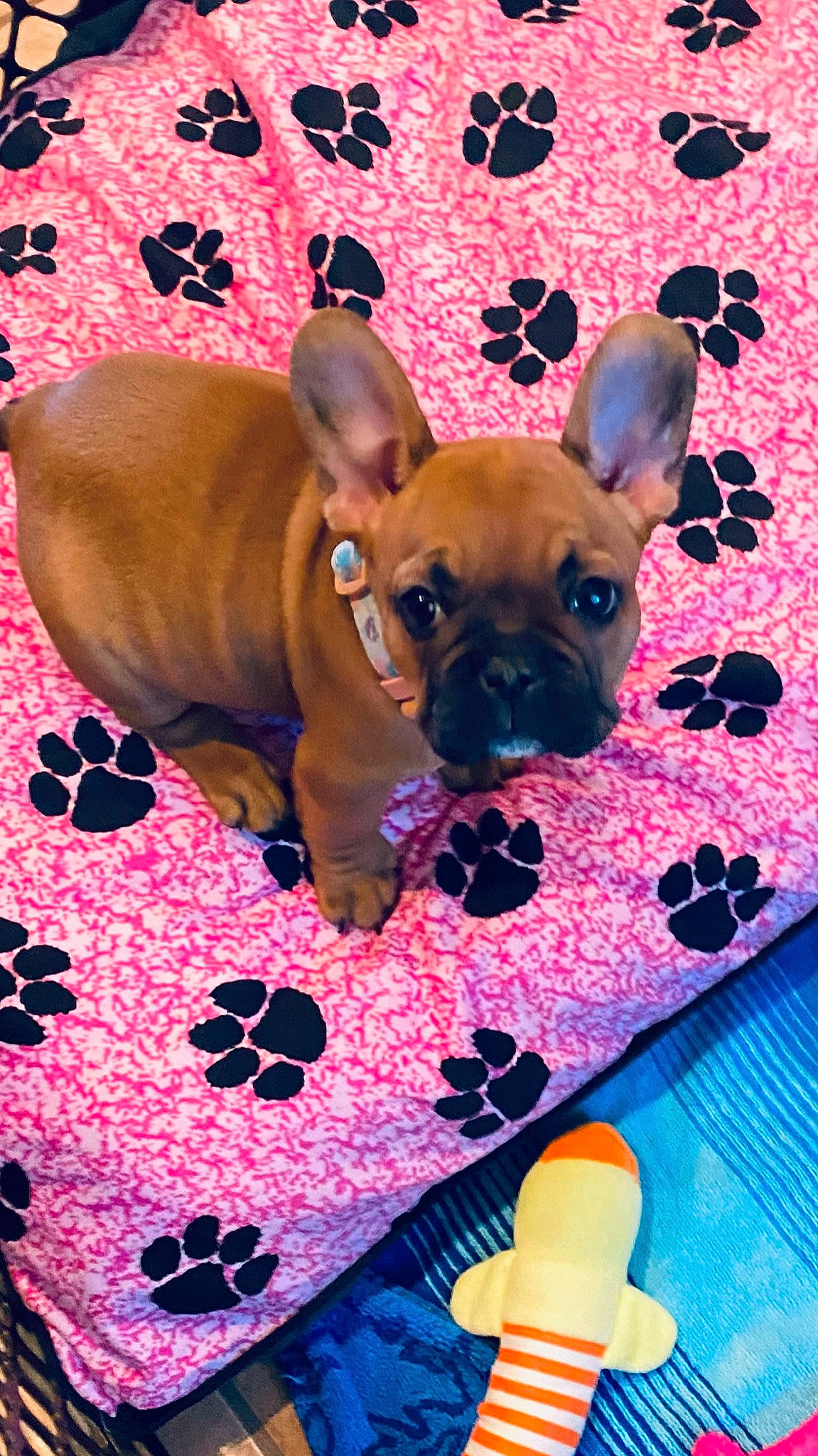 Jane joined the competition — help win amazing prizes! canidae, carnivore, comfort, companion_dog, cone, dog, dog_breed, dog_supply, ear, fawn, linens, magenta, pattern, pink, snout, sporting_group, terrestrial_animal, toy_dog, whiskers, working_animal