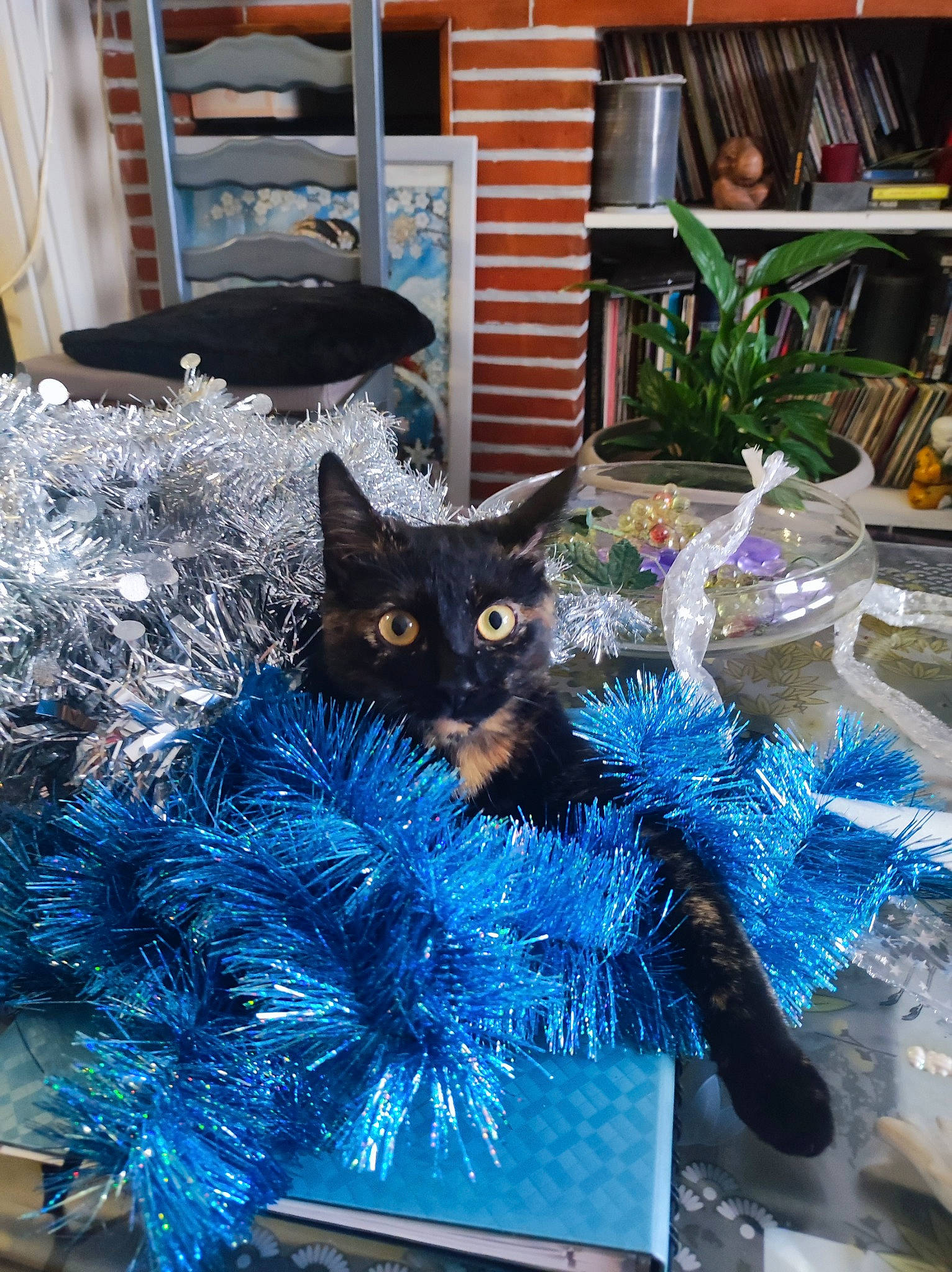 Starlette a rejoint le concours — aidez-le/la à gagner de superbes lots ! art, black_cat, blue, bombay, carnivore, cat, christmas_decoration, christmas_ornament, electric_blue, event, felidae, fur, ornament, plant, purple, small_to_medium_sized_cats, tail, tree, whiskers, window