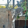 Tom is registered to the contest to win money with this photo: animal, apples, branch, cat, chicken_wire, climbing, curiosity, enclosure, farm, foliage, gray_tabby, kitten, outdoors, paws, pet, portrait, tree, whiskers, wire_mesh, wood