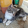 cat, cleaner_container, closeup, concrete_floor, curious, dirt, domestic_animal, eyes, fur, greenery, jug, kitten, outdoor, paws, pet, porch, resting, side_profile, whiskers, young