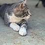 animal, bokeh, cat, close_up, concrete_floor, domestic_cat, feline, grey_cat, lying_down, mammal, outdoor, paws, pet, portrait, relaxed, side_profile, soft_fur, tabby, whiskers, white_paws