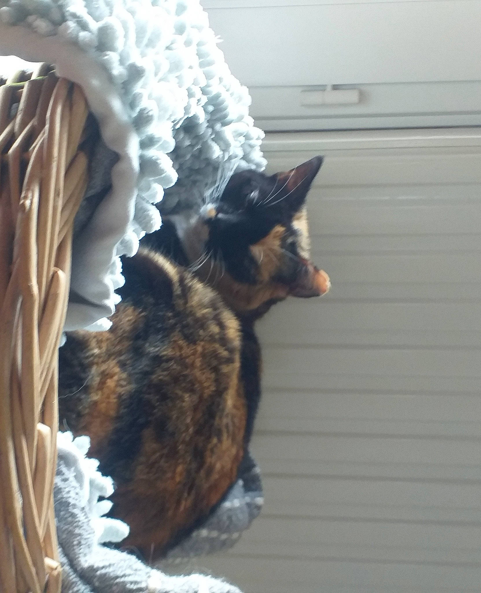 Minouche participe au concours pour gagner de l'argent avec cette photo : canidae, carnivore, cat, claw, comfort, dog_breed, domestic_short_haired_cat, felidae, fur, linens, paw, room, small_to_medium_sized_cats, snout, tail, whiskers, wood