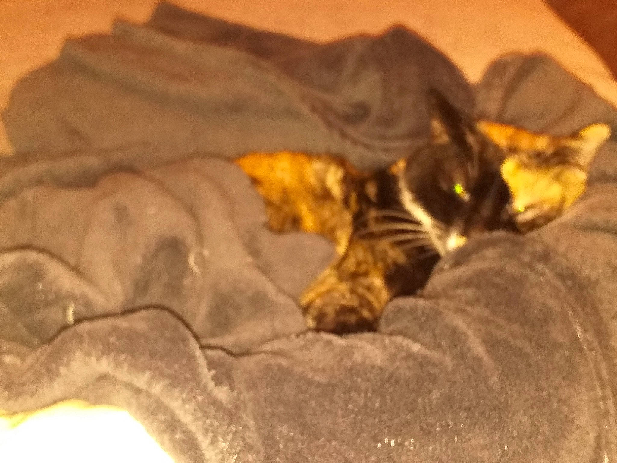 Minouche participe au concours pour gagner de l'argent avec cette photo : bed, bed_sheet, bedding, brown, carnivore, cat, comfort, domestic_short_haired_cat, fawn, felidae, fur, linens, paw, room, small_to_medium_sized_cats, tail, terrestrial_animal, vertebrate, whiskers, wood