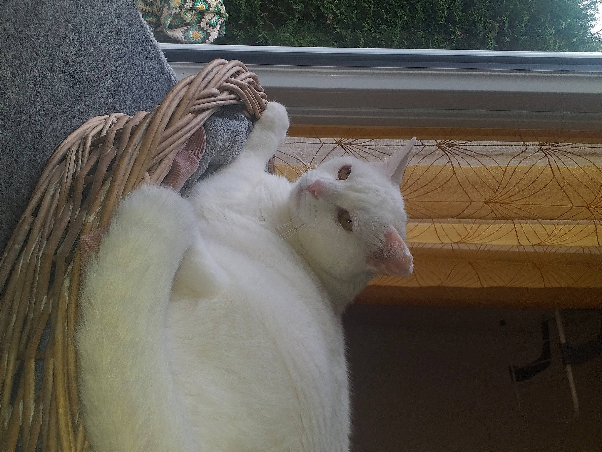 Malibu a rejoint le concours — aidez-le/la à gagner de superbes lots ! animal_shelter, beak, carnivore, cat, claw, comb, fawn, feather, felidae, fur, livestock, pet_supply, poultry, small_to_medium_sized_cats, tail, terrestrial_animal, whiskers, window, wing, wood