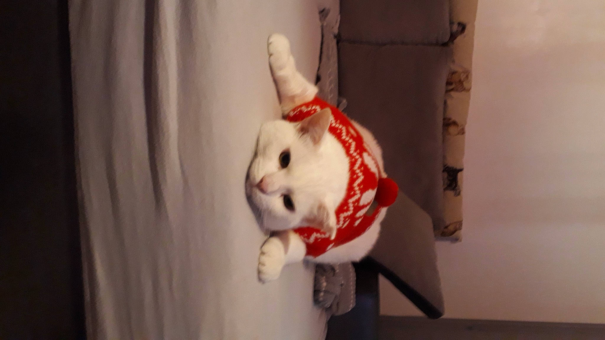 Malibu participe au concours pour gagner de l'argent avec cette photo : carmine, costume, ear, event, fawn, felidae, fictional_character, fur, hand, happy, head, human_body, plush, rabbit, rabbits_and_hares, room, snout, stuffed_toy, toy, whiskers