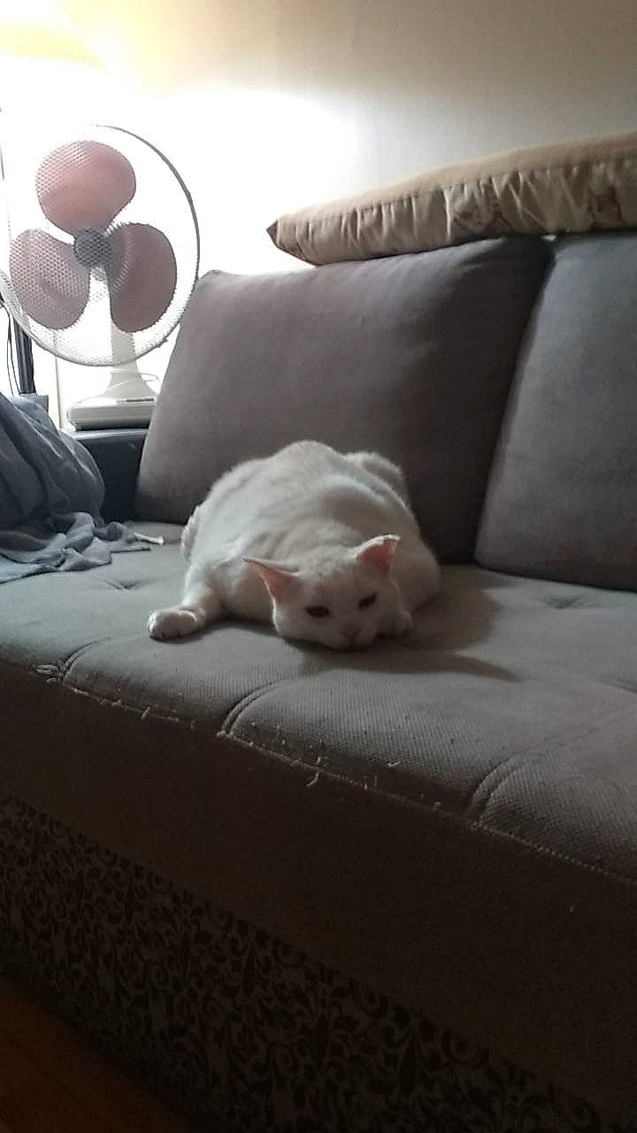 Malibu participe au concours pour gagner de l'argent avec cette photo : bedding, carnivore, cat, comfort, companion_dog, couch, felidae, floor, flooring, furniture, grey, hardwood, linens, living_room, room, small_to_medium_sized_cats, tail, whiskers, white, wood