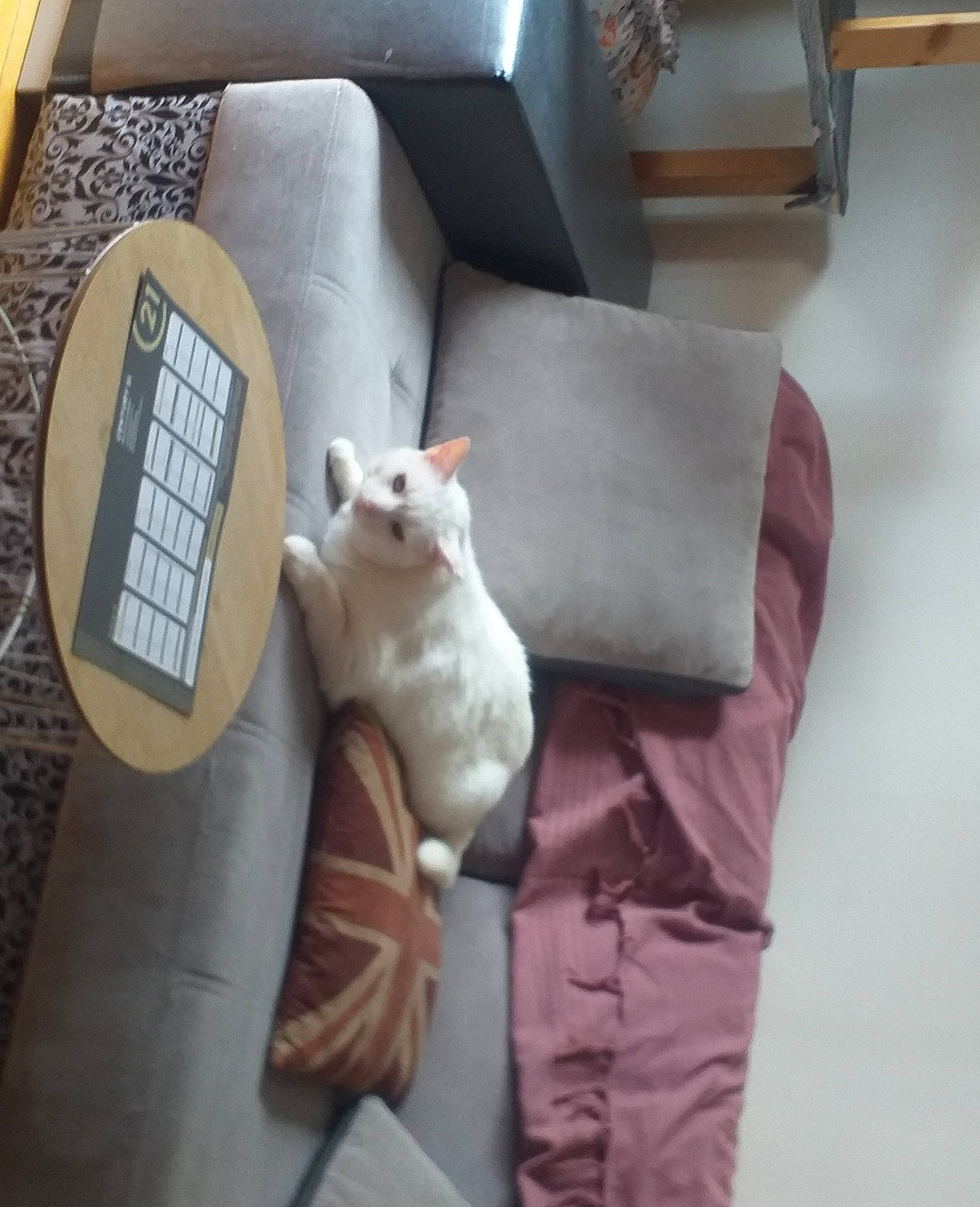 Malibu participe au concours pour gagner de l'argent avec cette photo : auto_part, automotive_design, automotive_exterior, bag, box, car_seat, chair, comfort, couch, family_car, felidae, gadget, linens, luggage_and_bags, personal_luxury_car, small_to_medium_sized_cats, stuffed_toy, suitcase, vehicle, vehicle_door