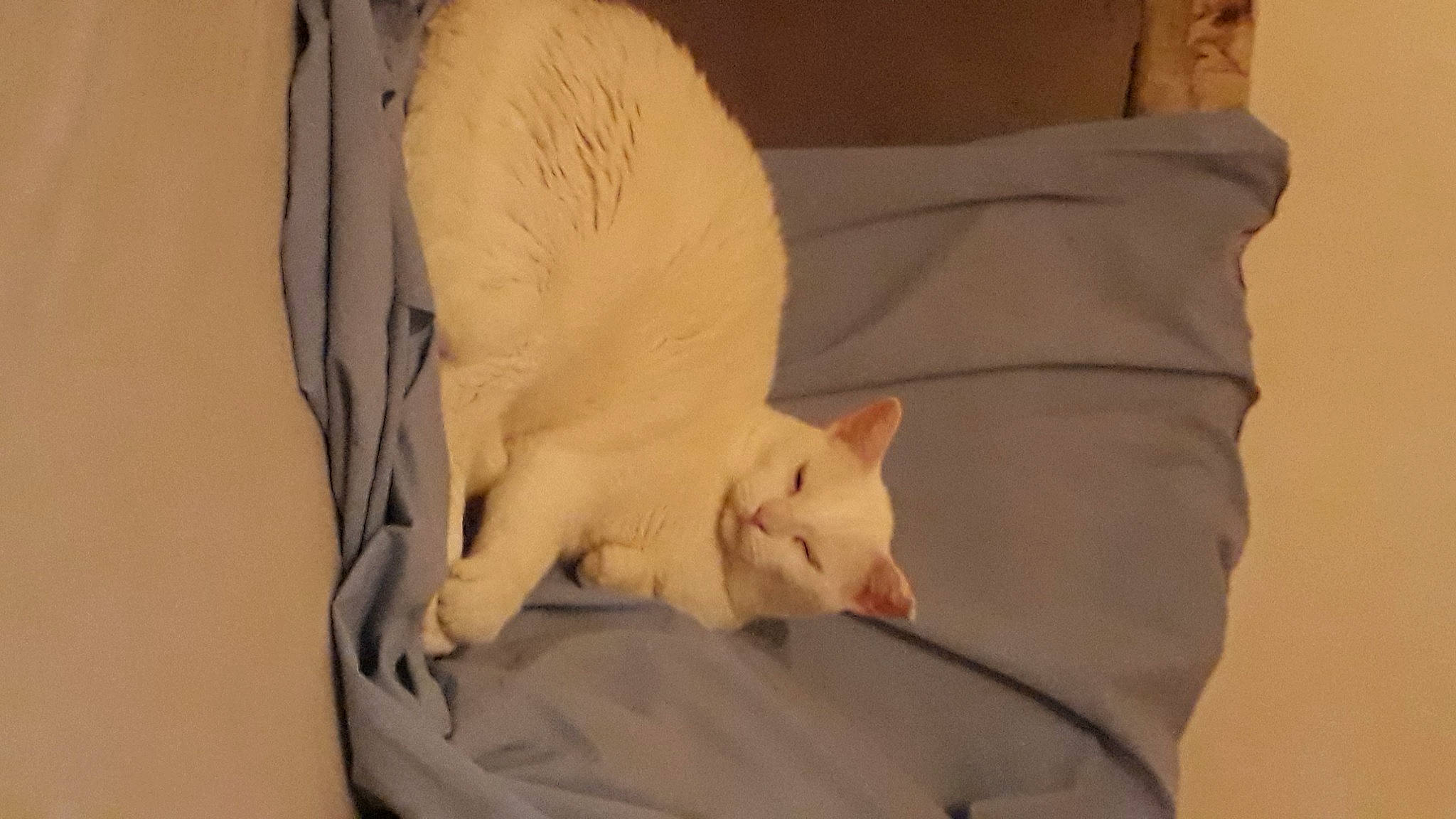 Malibu participe au concours pour gagner de l'argent avec cette photo : bed, bedding, canidae, carnivore, cat, comfort, dog_breed, domestic_short_haired_cat, eye, fawn, felidae, fur, head, linens, paw, small_to_medium_sized_cats, snout, tail, whiskers, wood