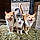 Barn Cats