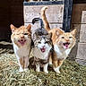 cat, cats, animal, animals, feline, hay, barn, mouth_open, teeth, whiskers, tail, fur, outdoor, group, cute, pet, playful, expression, standing, nature