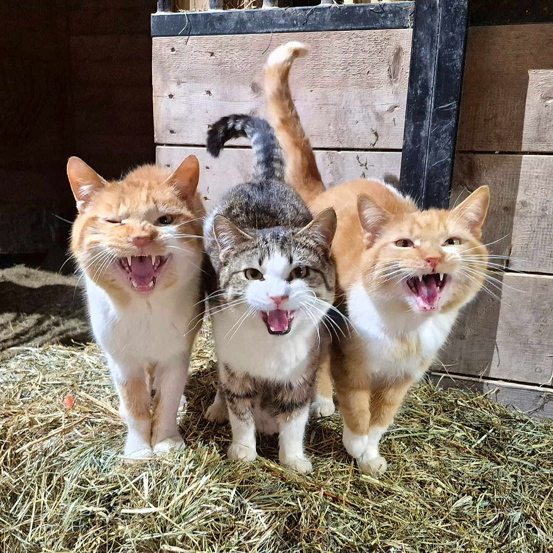 Barn Cats joined the competition — help win amazing prizes! cat, cats, animal, animals, feline, hay, barn, mouth_open, teeth, whiskers, tail, fur, outdoor, group, cute, pet, playful, expression, standing, nature