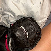 Kodak joined the competition — help win amazing prizes! dog, black_dog, pet, teeth, smiling, collar, red_collar, lying_down, pillow, white_pillow, person_arm, indoor, cute, funny_expression, close_up, nose, whiskers, fur, resting, animal