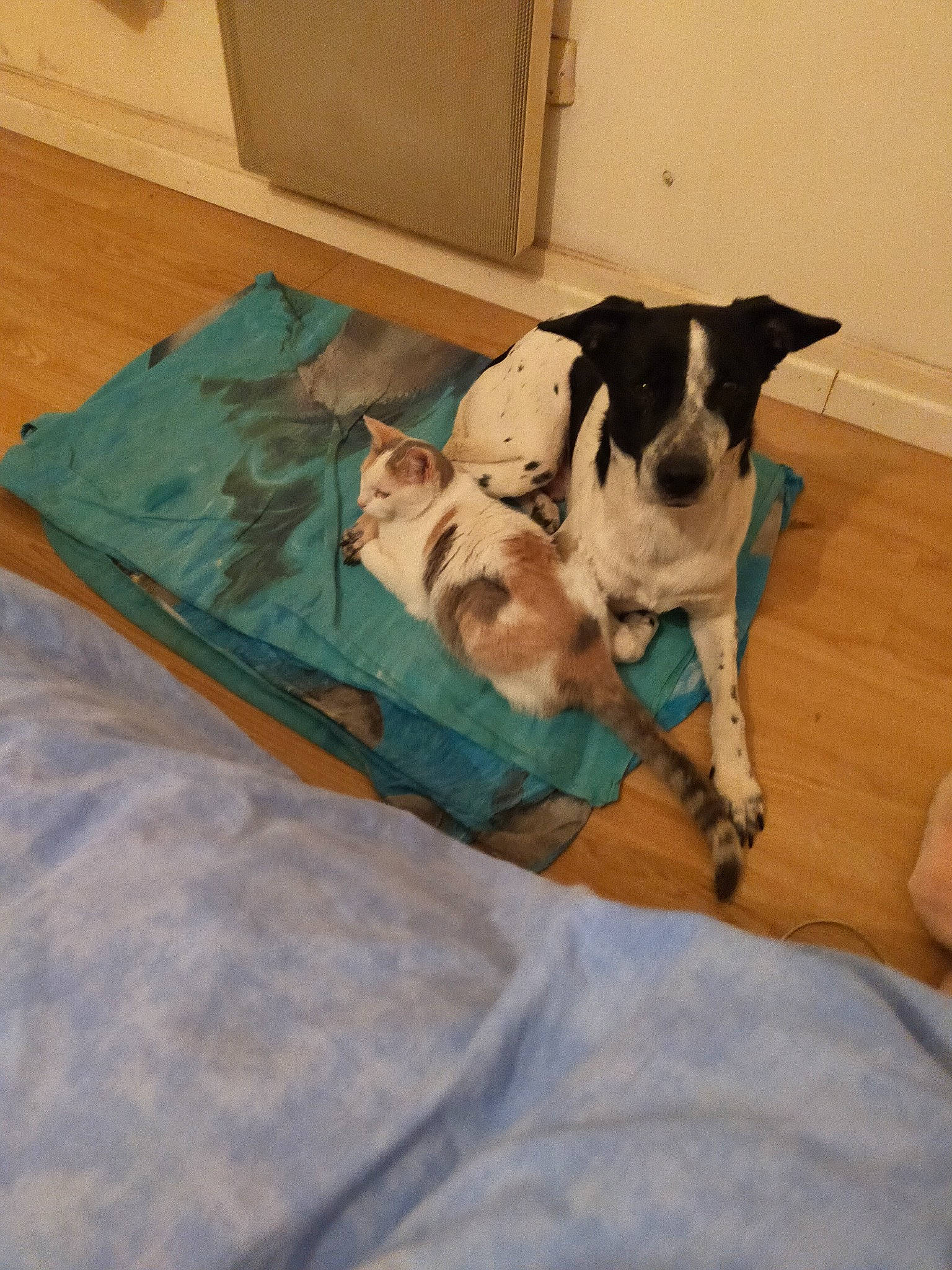 Pistache participe au concours pour gagner de l'argent avec cette photo : canidae, carnivore, collar, comfort, companion_dog, couch, dog, dog_breed, dog_supply, fawn, flooring, linens, non_sporting_group, pet_supply, pillow, puppy, snout, sporting_group, tail, working_animal