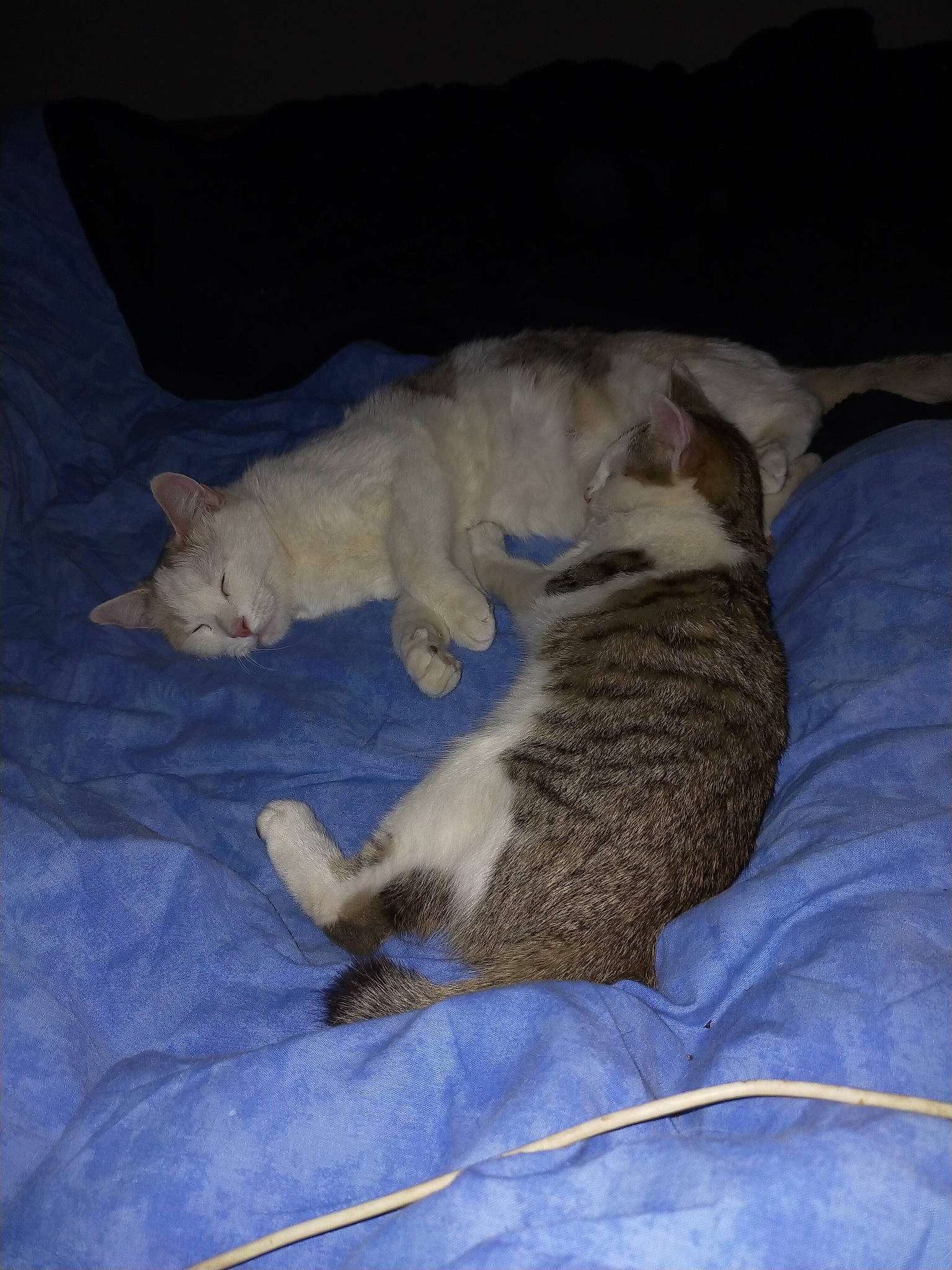 Pistache a rejoint le concours — aidez-le/la à gagner de superbes lots ! canidae, carnivore, cat, claw, comfort, dog_breed, domestic_short_haired_cat, fawn, felidae, fur, grey, linens, mammal, paw, small_to_medium_sized_cats, sporting_group, tail, terrestrial_animal, vertebrate, whiskers