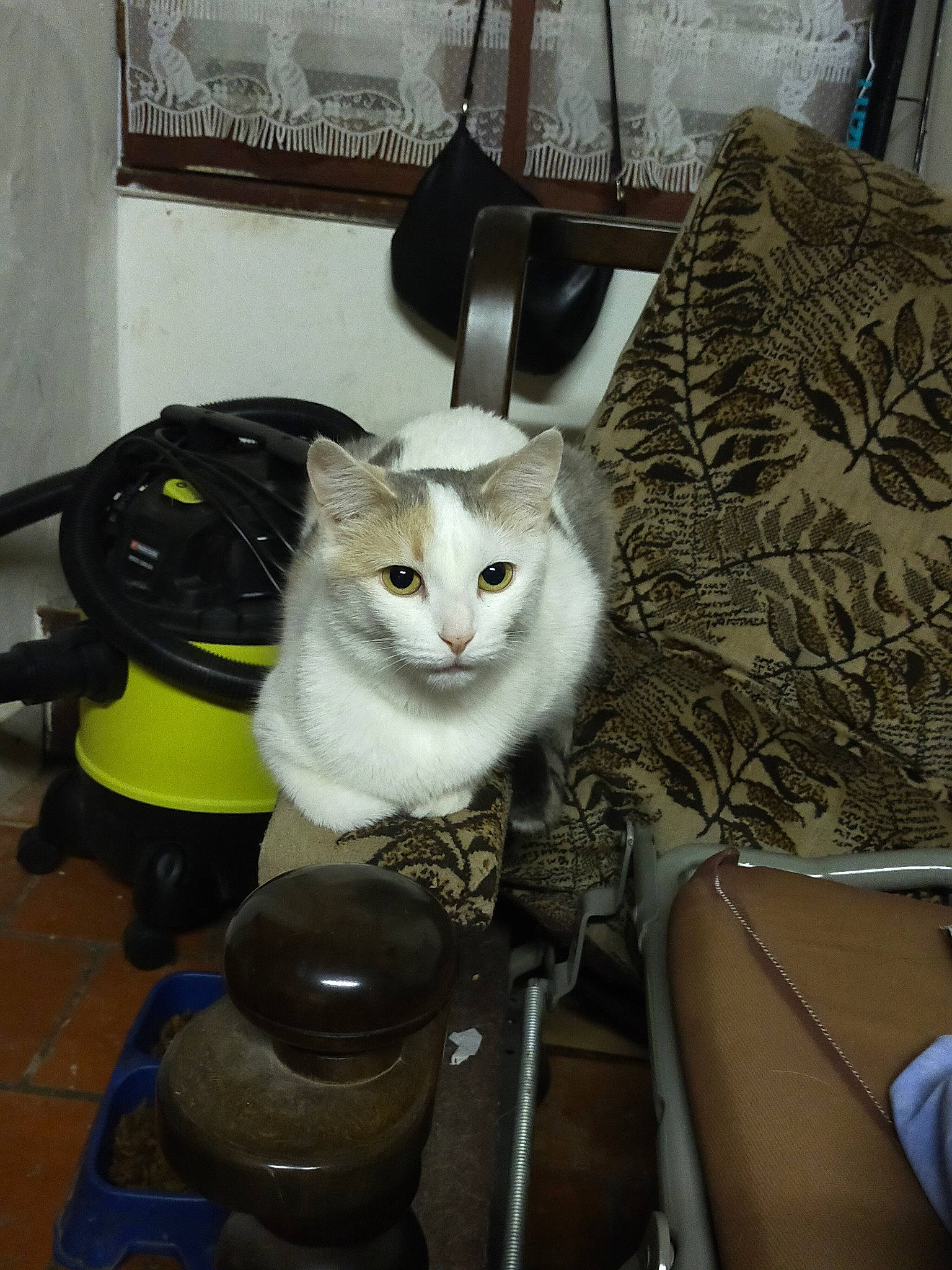 Pistache a rejoint le concours — aidez-le/la à gagner de superbes lots ! bag, box, carnivore, cat, comfort, domestic_short_haired_cat, felidae, floor, flooring, fur, hardwood, lamp, linens, picture_frame, room, sitting, small_to_medium_sized_cats, tail, whiskers, wood