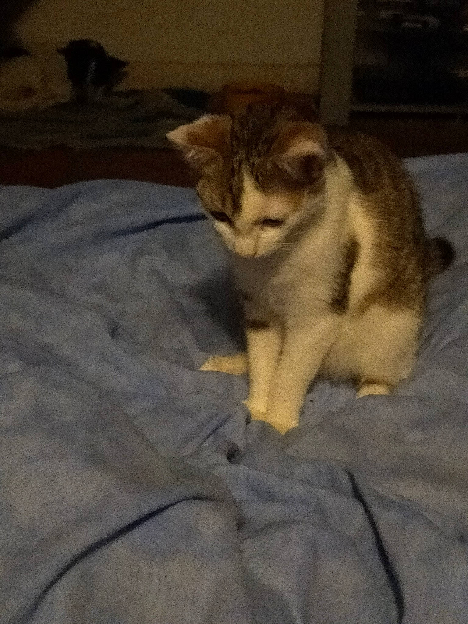 Kiara a rejoint le concours — aidez-le/la à gagner de superbes lots ! carnivore, cat, claw, comfort, domestic_short_haired_cat, fawn, felidae, fur, linens, paw, small_to_medium_sized_cats, snout, tail, terrestrial_animal, whiskers, wildlife, wood