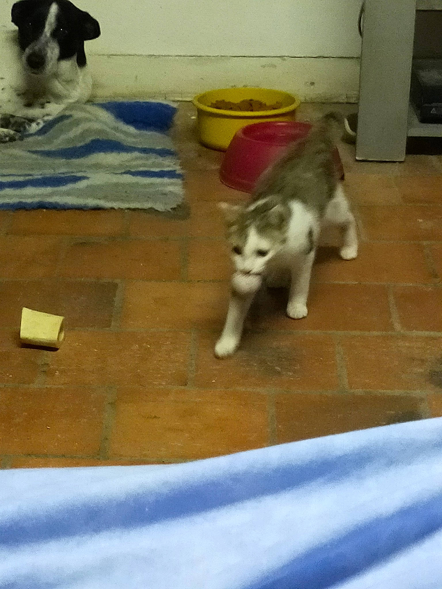 Kiara a rejoint le concours — aidez-le/la à gagner de superbes lots ! border_collie, carnivore, cat, companion_dog, dog, dog_breed, domestic_short_haired_cat, felidae, floor, flooring, fur, hardwood, mammal, small_to_medium_sized_cats, snout, sporting_group, tail, vertebrate, whiskers, wood