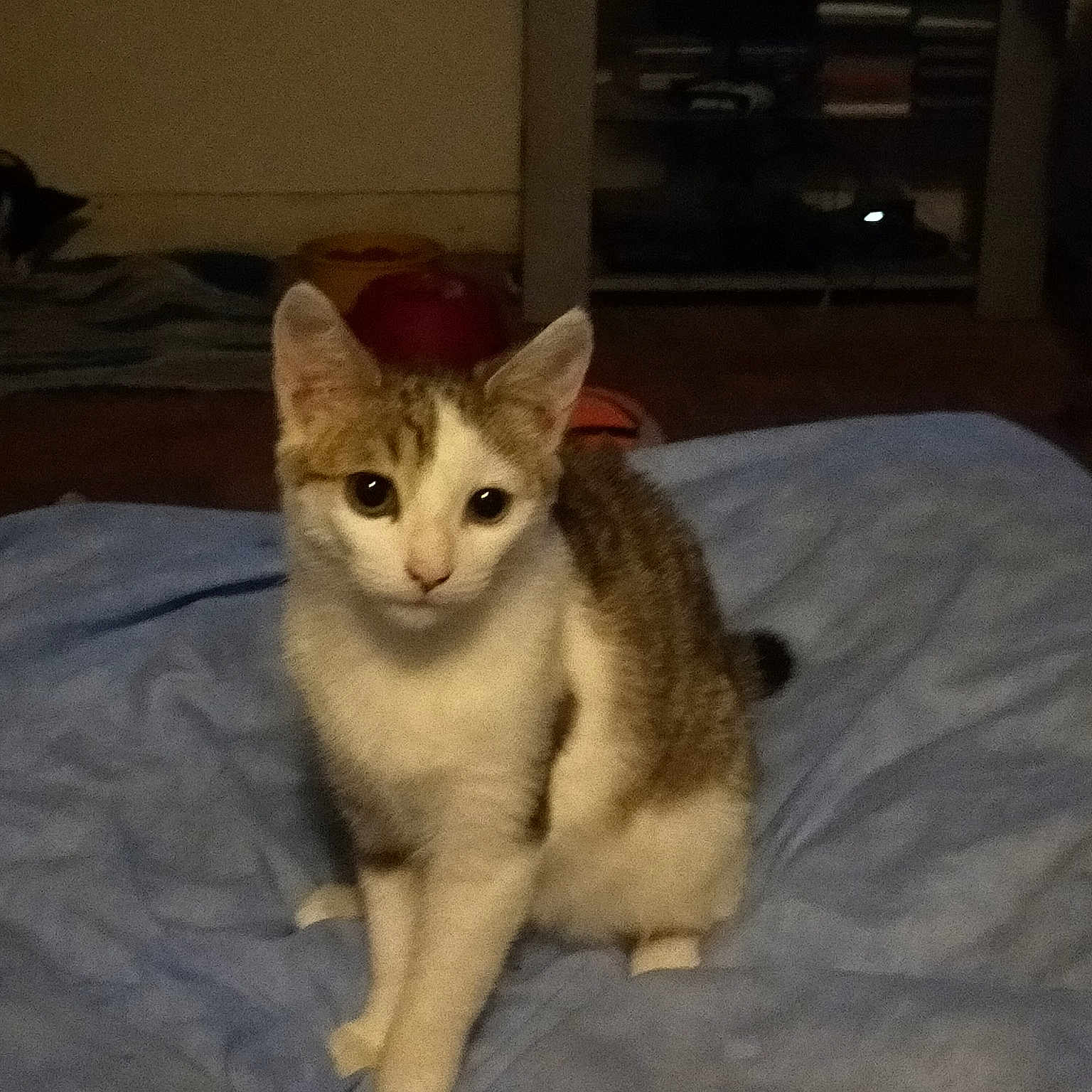 Kiara