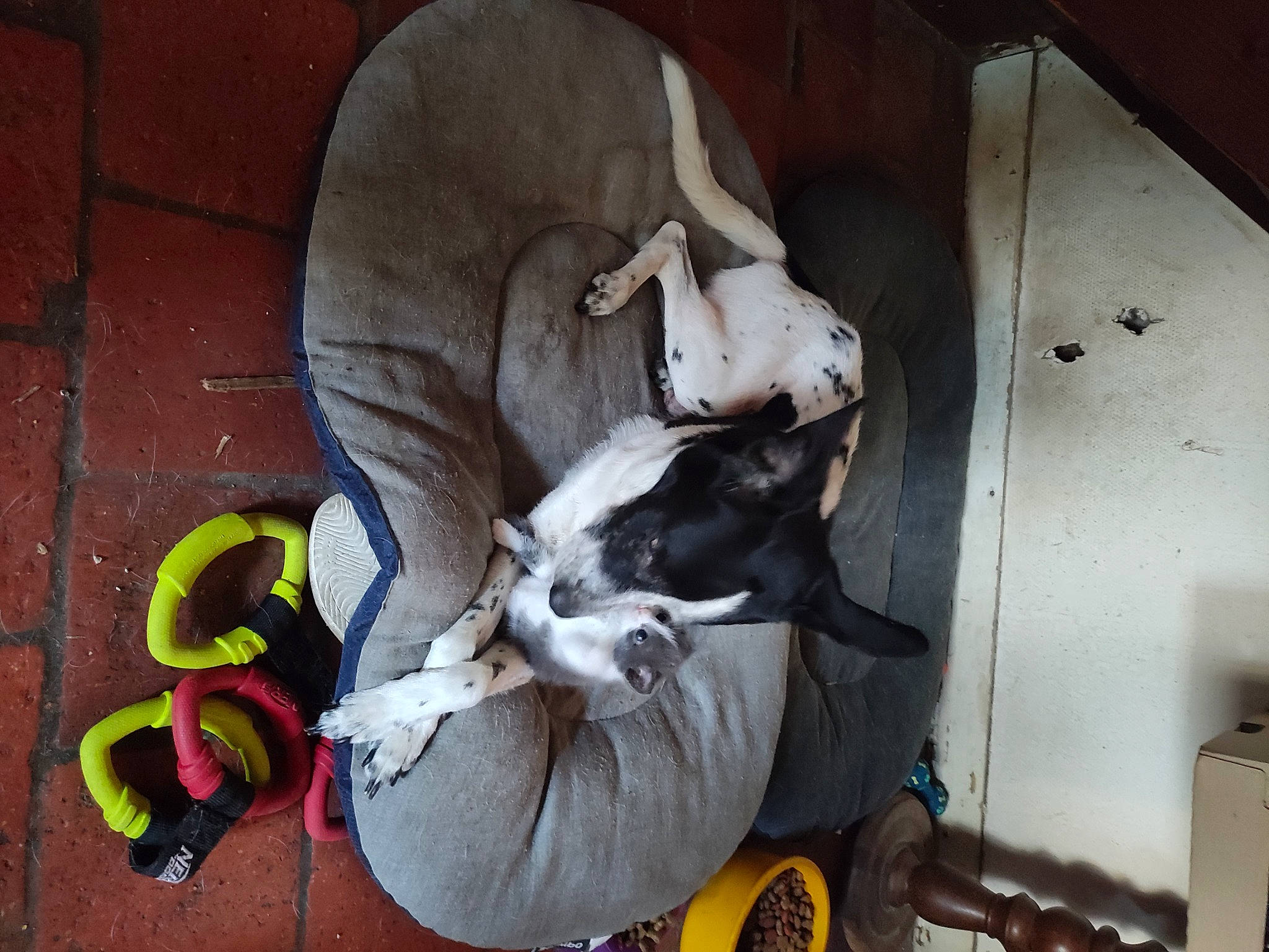 Kira participe au concours pour gagner de l'argent avec cette photo : brick, canidae, carnivore, cat, comfort, companion_dog, dog_breed, domestic_short_haired_cat, fawn, felidae, fur, non_sporting_group, paw, pet_supply, small_to_medium_sized_cats, snout, sporting_group, tail, whiskers, working_animal