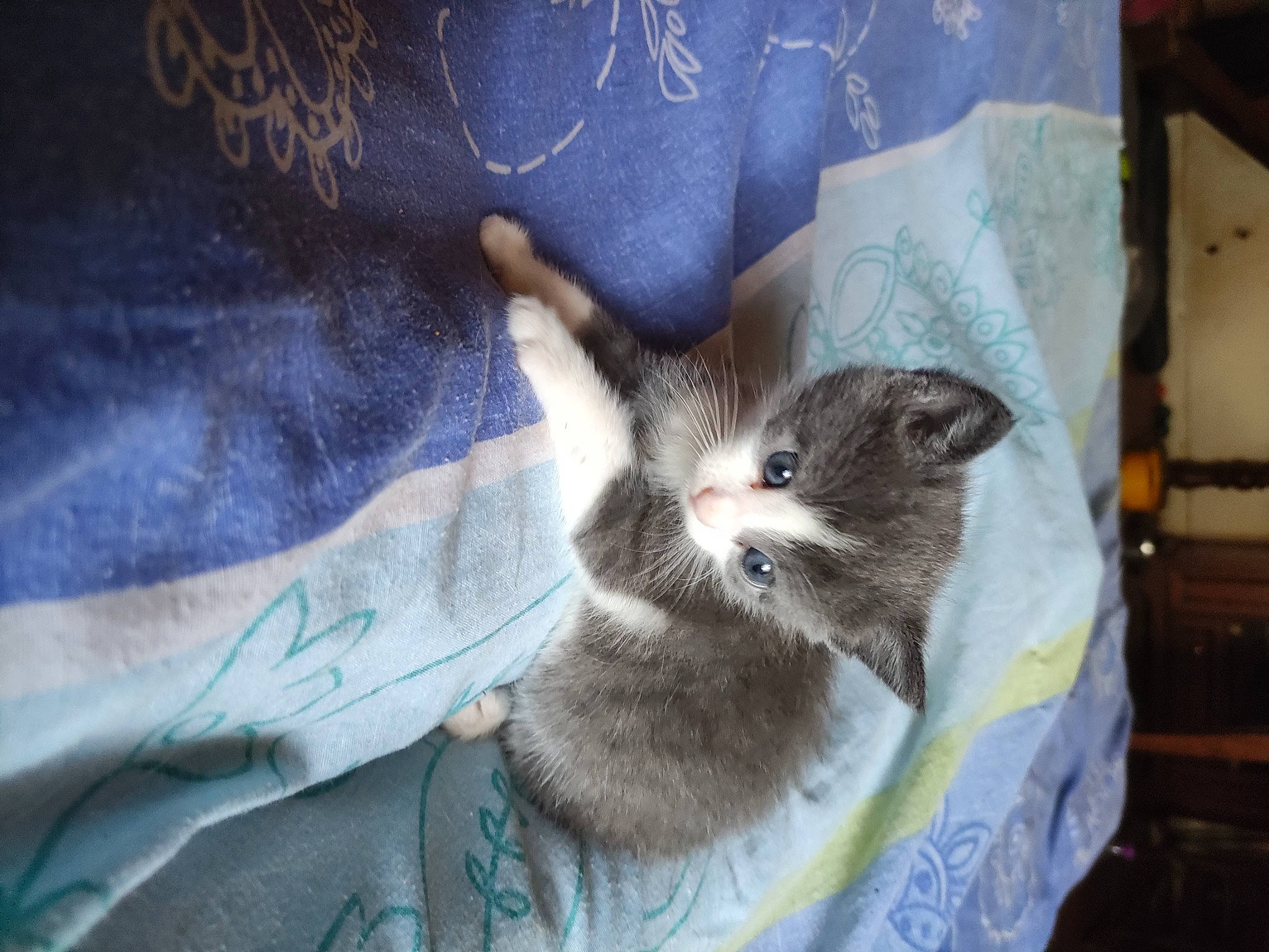 Kira participe au concours pour gagner de l'argent avec cette photo : carnivore, cat, cat_supply, claw, comfort, denim, domestic_short_haired_cat, electric_blue, fawn, felidae, fur, gesture, grey, linens, sleeve, small_to_medium_sized_cats, t_shirt, tail, whiskers