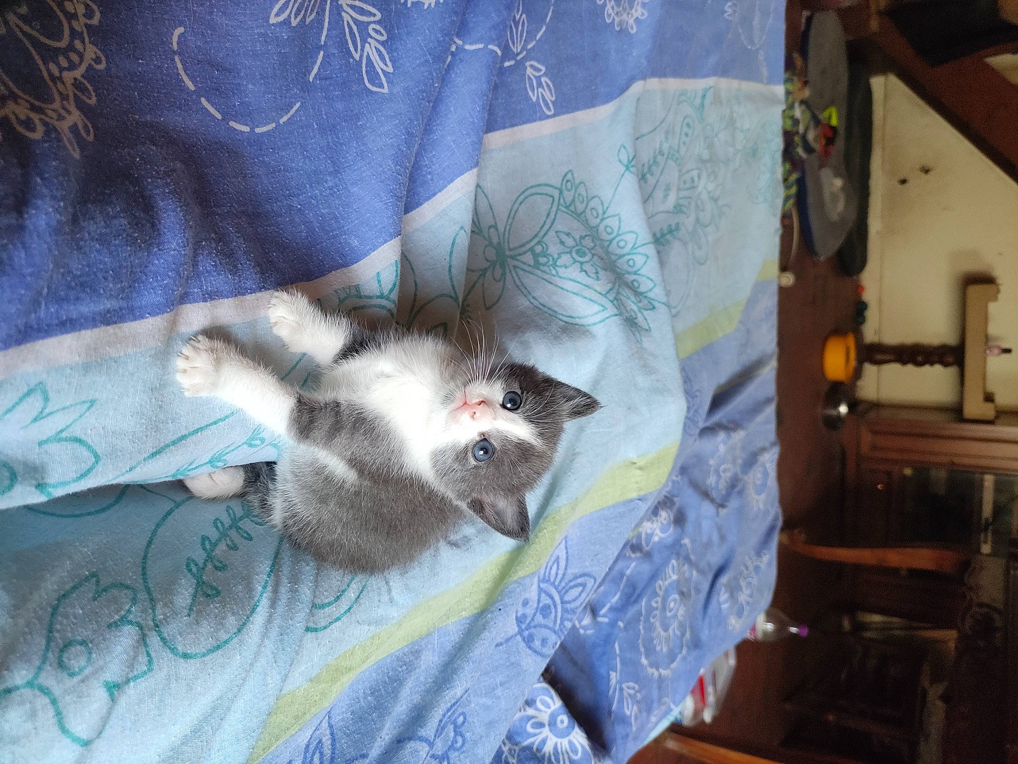 Kira a rejoint le concours — aidez-le/la à gagner de superbes lots ! art, bed, bed_sheet, bedding, carnivore, cat, comfort, couch, domestic_short_haired_cat, duvet, felidae, fur, grey, linens, pattern, small_to_medium_sized_cats, t_shirt, tail, throw_pillow, whiskers