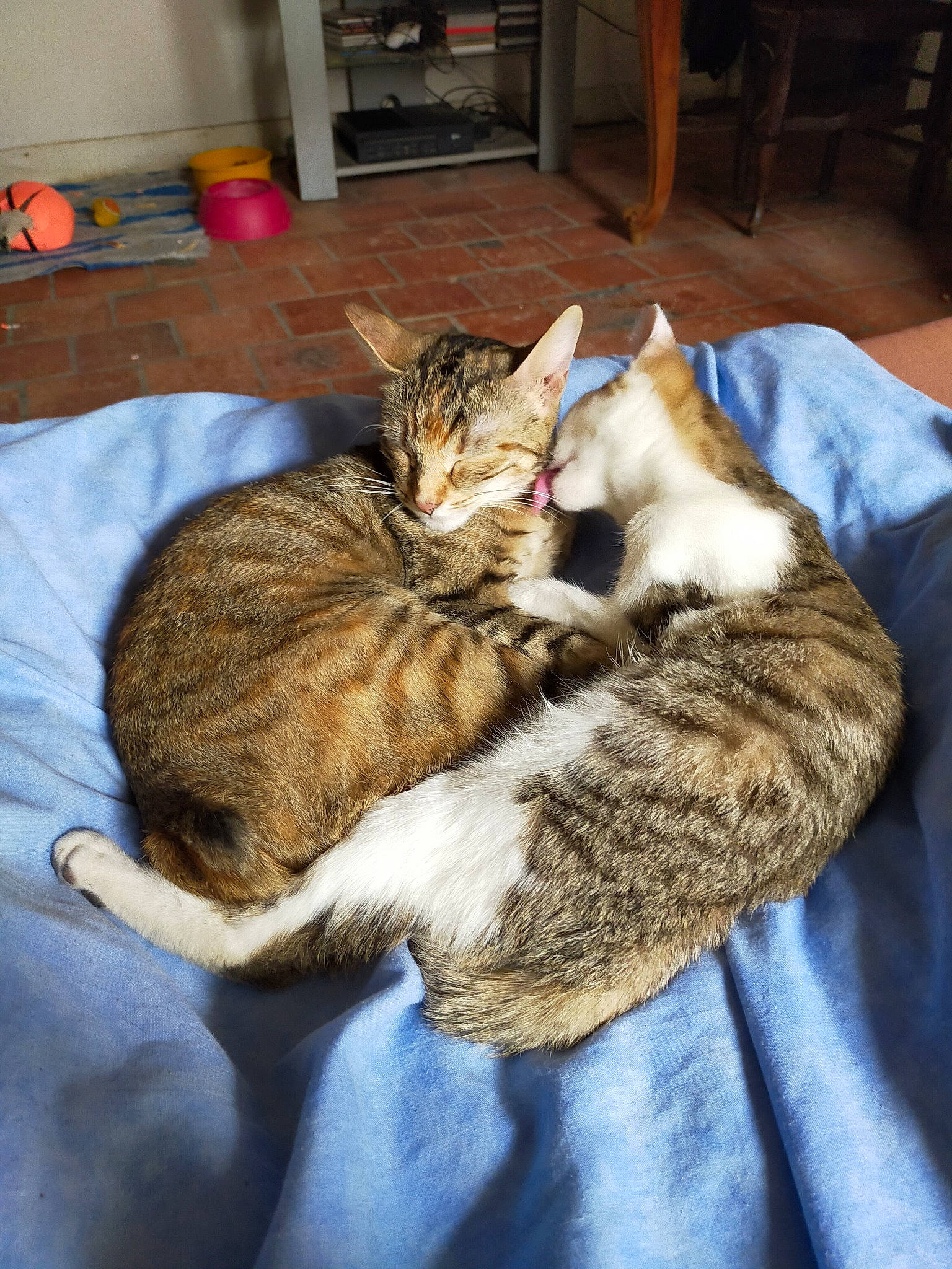 Pouniette a rejoint le concours — aidez-le/la à gagner de superbes lots ! cabinetry, carnivore, cat, chair, claw, comfort, cupboard, domestic_short_haired_cat, felidae, flooring, fur, hardwood, mammal, nap, paw, small_to_medium_sized_cats, tail, vertebrate, whiskers, wood