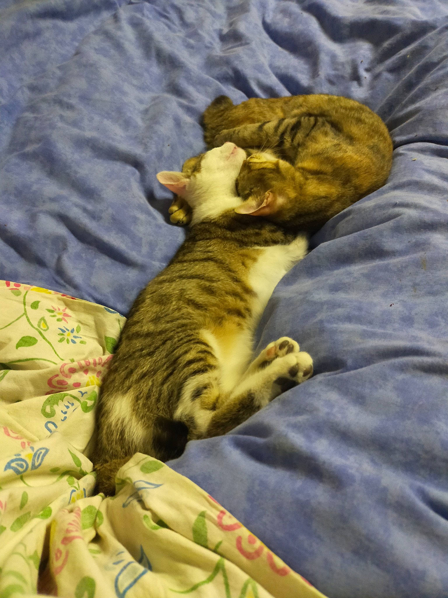 Pouniette participe au concours pour gagner de l'argent avec cette photo : bed, bedding, blanket, canidae, carnivore, cat, claw, comfort, domestic_short_haired_cat, fawn, felidae, fur, linens, nap, paw, small_to_medium_sized_cats, tail, terrestrial_animal, whiskers, wildlife