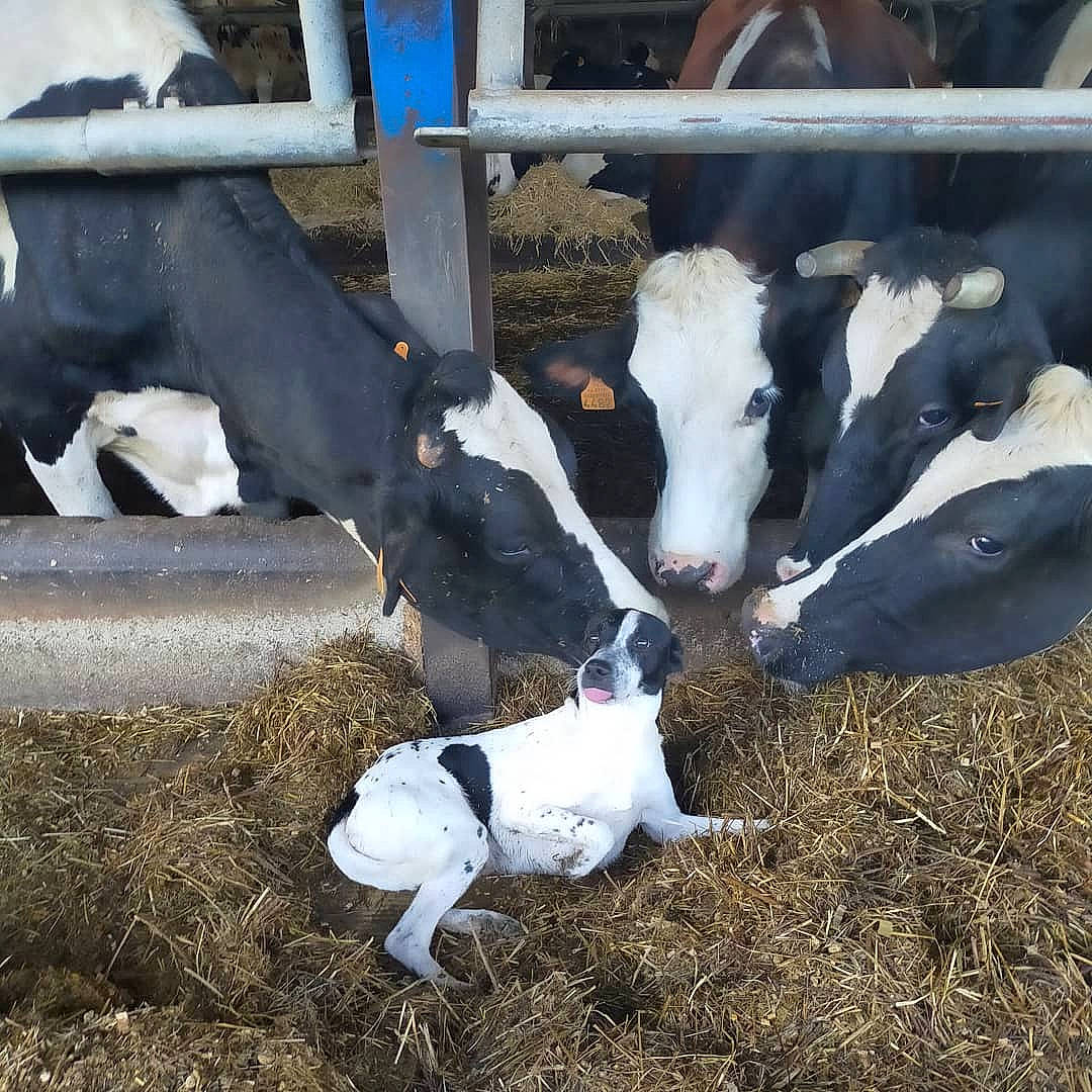 Maxou a rejoint le concours — aidez-le/la à gagner de superbes lots ! canidae, companion_dog, cow_goat_family, dairy, dairy_cow, dog_breed, fawn, fur, goat, goat_antelope, goats, grass, human_leg, landscape, livestock, mammal, snout, soil, sporting_group, working_animal