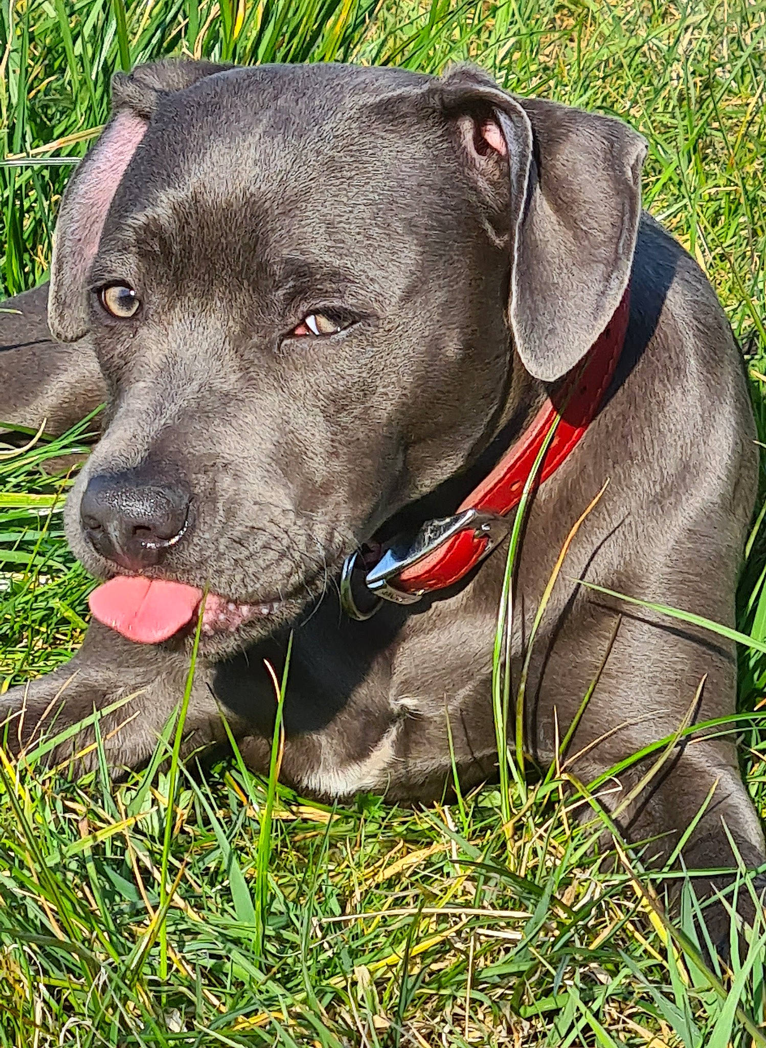 Kara joined the competition — help win amazing prizes! carnivore, collar, companion_dog, dog, dog_breed, dog_collar, event, fawn, grass, gun_dog, liver, mammal, pet_supply, plant, snout, sporting_group, terrestrial_animal, vertebrate, whiskers, working_animal