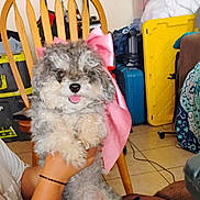 Toby joined the competition — help win amazing prizes! dog, puppy, pink_bow, curly_fur, tongue_out, hand, wooden_chair, indoor, tile_floor, suitcase, yellow_container, fabric, person, arm, bracelet, clutter, home, pet, cute, playful