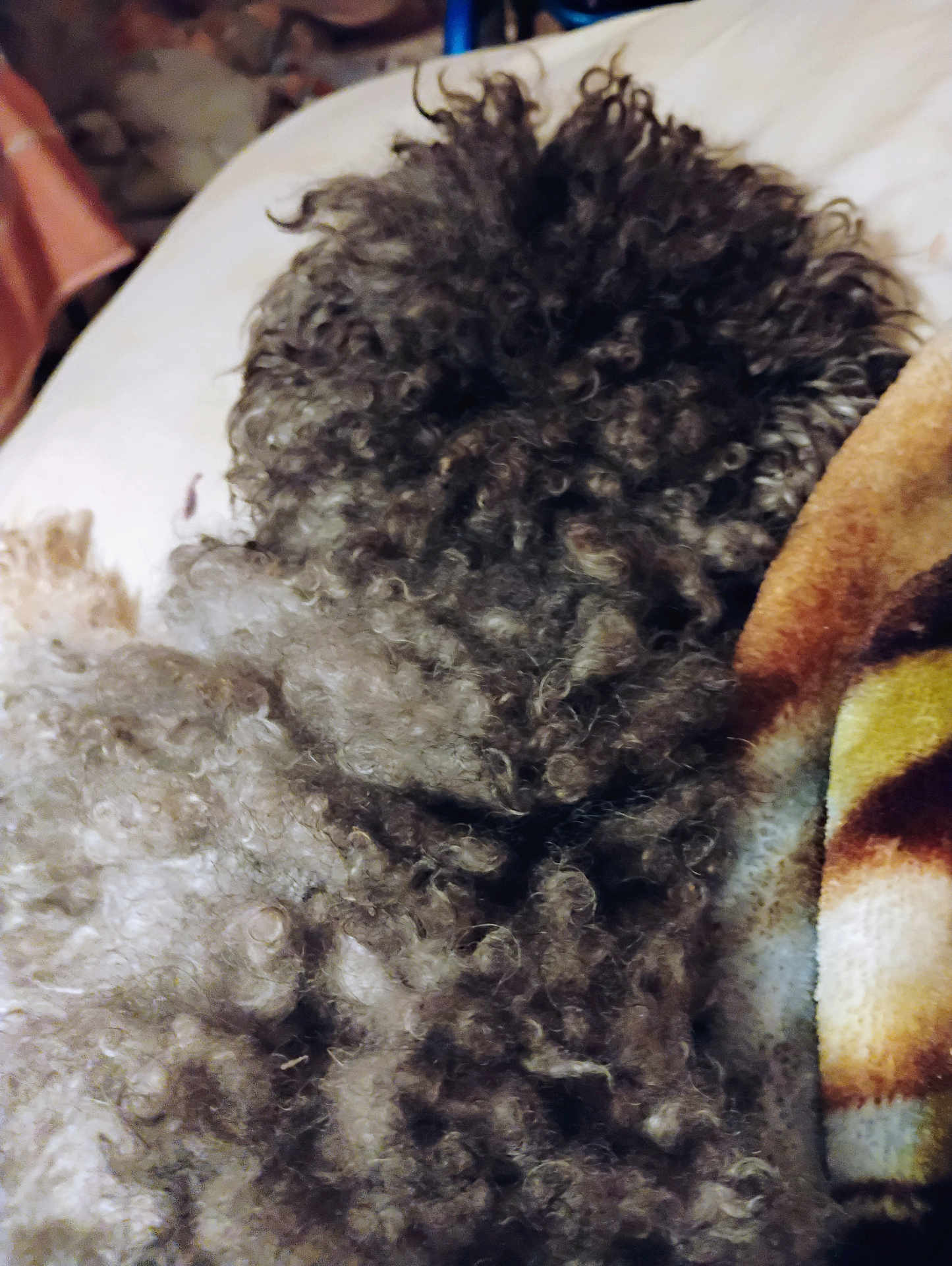 Toby is registered to the contest to win money with this photo: dog, curly_hair, fur, blanket, bed, couch, indoor, resting, sleeping, cozy, brown, white, textile, soft, pet, animal, domestic, closeup, curled_up, relaxing