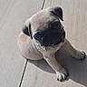 Zaïro Albert participe au concours pour gagner de l'argent avec cette photo : adorable, animal, closeup, collar, cute, dog, floor, fur, indoor, looking_up, name_tag, pet, pug, puppy, shadow, sitting, small, sunlight, wooden_floor, young
