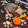 puppy, dog, toy, pumpkin, black_and_white_rug, indoor, pet, cute, small, brown_puppy, playful, animal, furry, sniffing, chewing, colorful_toy, patterned_rug, date_stamp, young, pet_toy