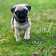 Zaïro Albert a rejoint le concours — aidez-le/la à gagner de superbes lots ! adorable, animal, collar, cute, daylight, dog, focus, fur, grass, greenery, mammal, nature, outdoor, pet, portrait, pug, puppy, small, walking, young