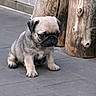 puppy, dog, pug, young, sitting, sad, outdoor, stone_pavement, wood_logs, pet, animal, cute, small, fur, ears, face, paw, snout, expression, companion