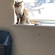 Luna joined the competition — help win amazing prizes! cat, windowsill, sunlight, indoor, feline, pet, fur, backlit, window, trash_bin, domestic, animal, quiet, resting, light, shadow, home, calm, sitting, curious