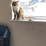 cat, windowsill, sunlight, indoor, feline, pet, fur, backlit, window, trash_bin, domestic, animal, quiet, resting, light, shadow, home, calm, sitting, curious