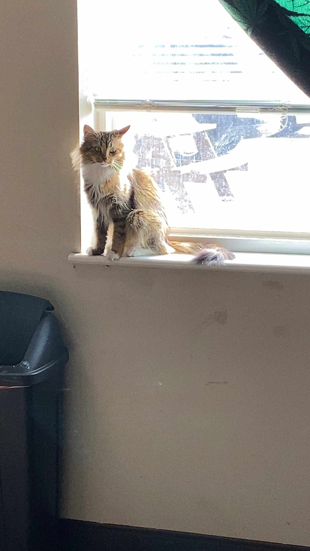 Luna joined the competition — help win amazing prizes! cat, windowsill, sunlight, indoor, feline, pet, fur, backlit, window, trash_bin, domestic, animal, quiet, resting, light, shadow, home, calm, sitting, curious