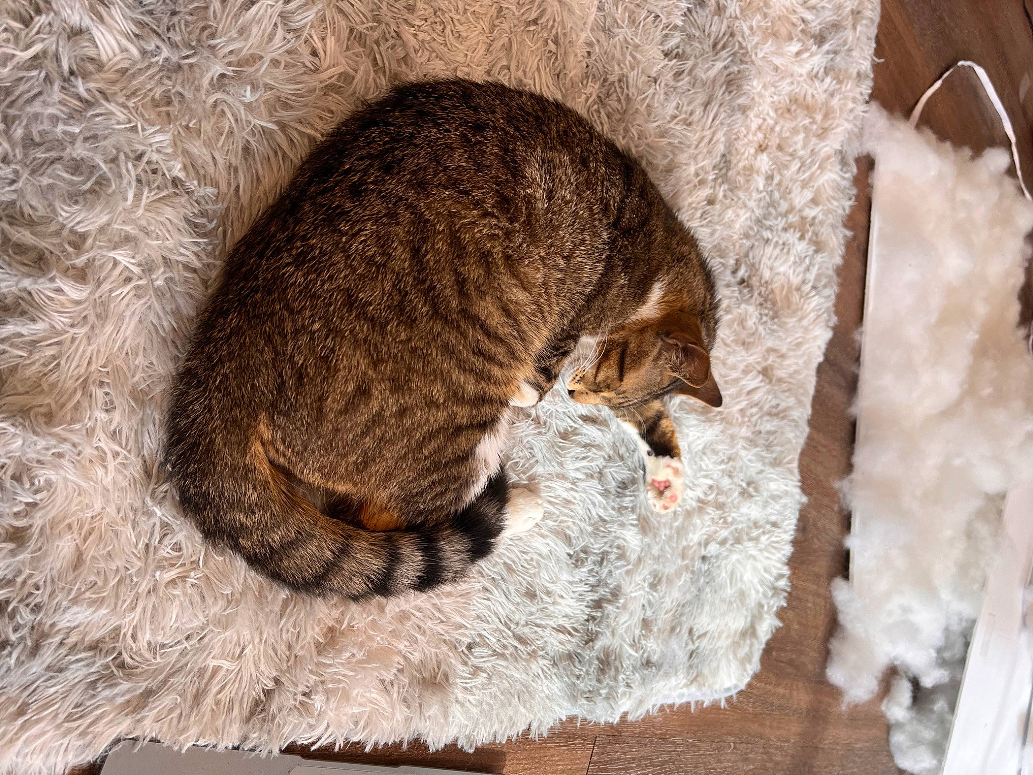 Assassin is registered to the contest to win money with this photo: carnivore, cat, cat_supply, claw, domestic_short_haired_cat, fawn, felidae, fur, nap, paw, plant, sleep, small_to_medium_sized_cats, snout, tail, terrestrial_animal, tree, whiskers, wildlife, wood