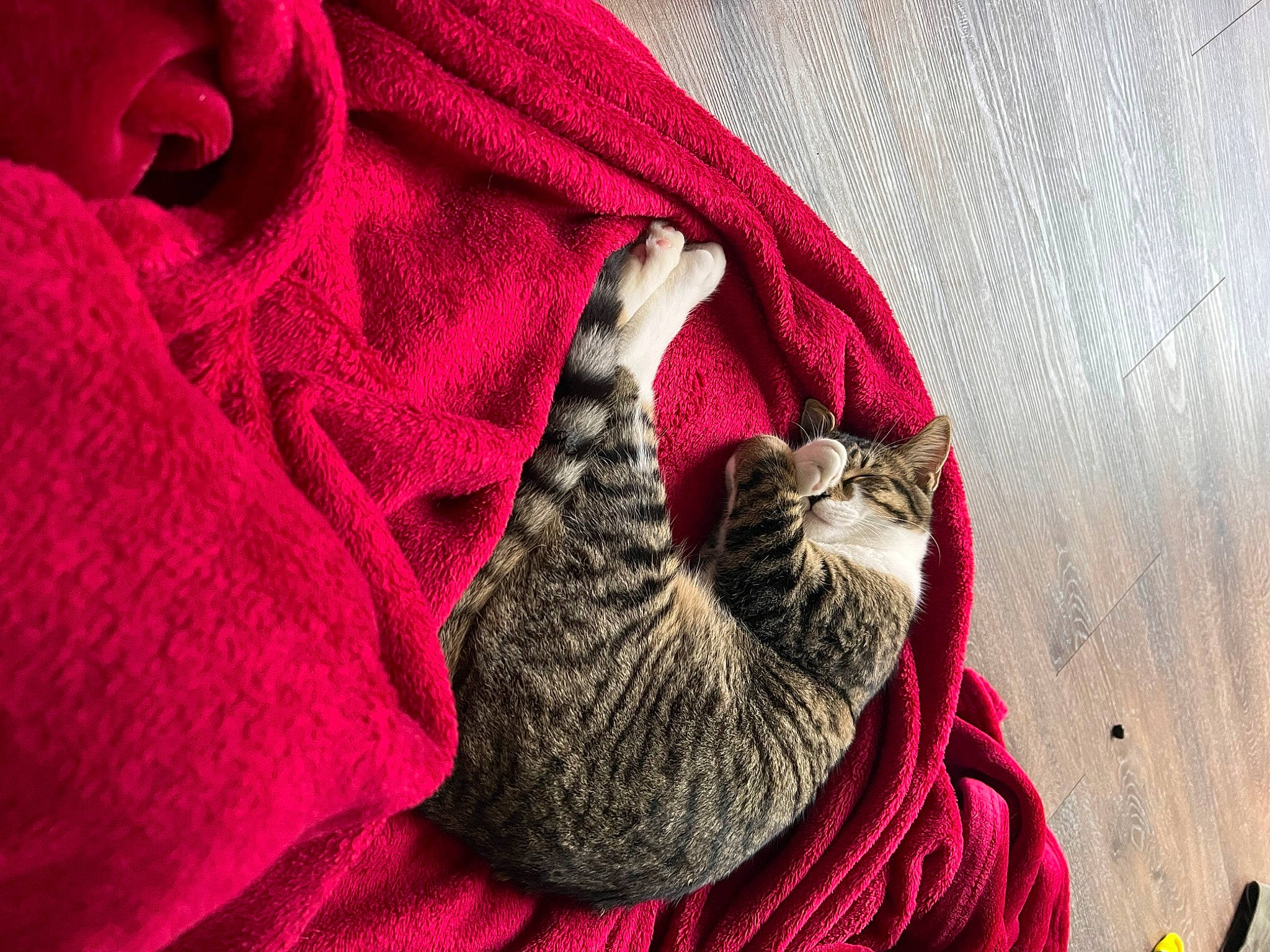 Assassin joined the competition — help win amazing prizes! carmine, carnivore, cat, domestic_short_haired_cat, fawn, felidae, fur, grey, linens, magenta, pattern, plant, red, small_to_medium_sized_cats, tail, textile, tree, whiskers, wood, woolen