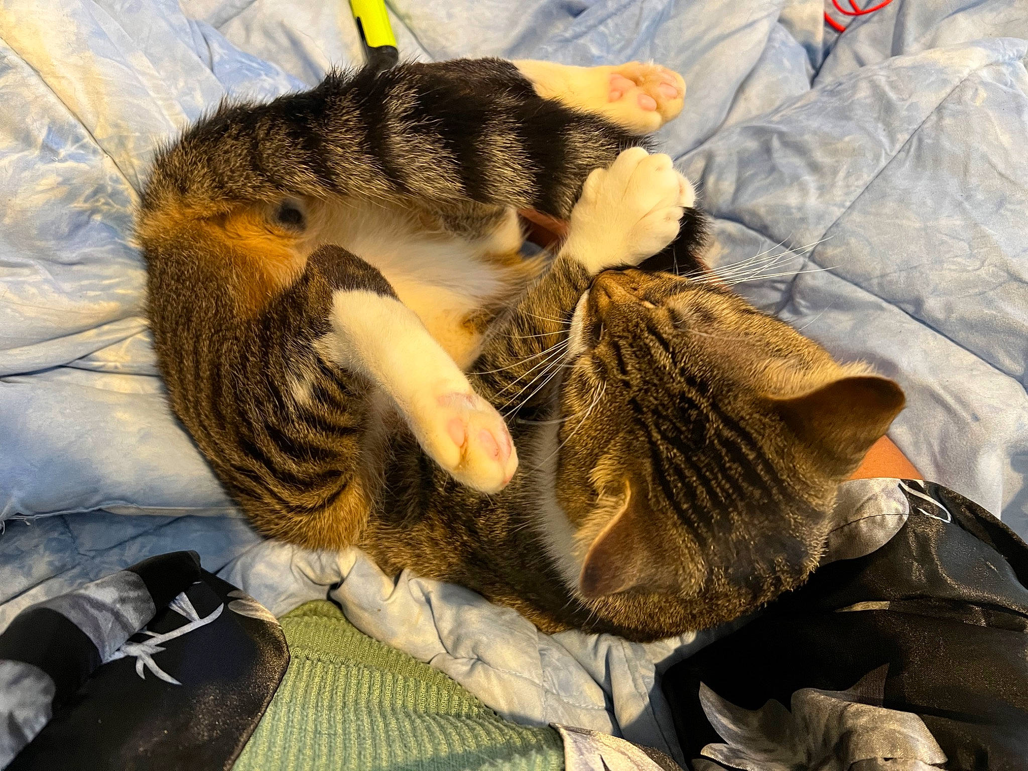 Assassin is registered to the contest to win money with this photo: canidae, carnivore, cat, claw, comfort, domestic_short_haired_cat, felidae, fur, grass, linens, nap, paw, sleep, small_to_medium_sized_cats, snout, tail, terrestrial_animal, whiskers, wildlife