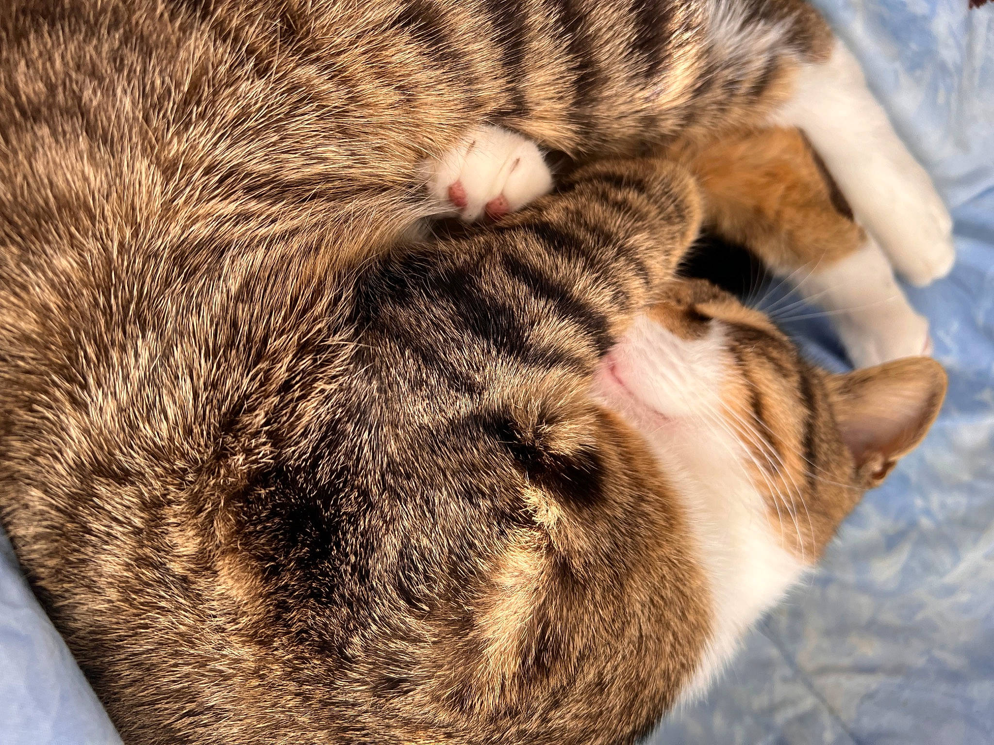 Assassin is registered to the contest to win money with this photo: carnivore, cat, claw, close_up, comfort, domestic_short_haired_cat, fawn, felidae, fur, nap, paw, sleep, small_to_medium_sized_cats, snout, tail, terrestrial_animal, whiskers, wildlife