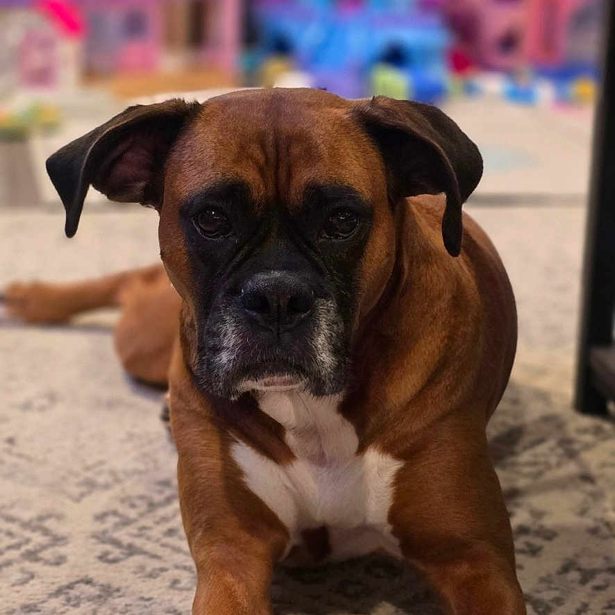 Sky joined the competition — help win amazing prizes! animal, boxer, bulldog, canine, dog, frenchbulldog, hound, pet, pitbull, puppy, snout