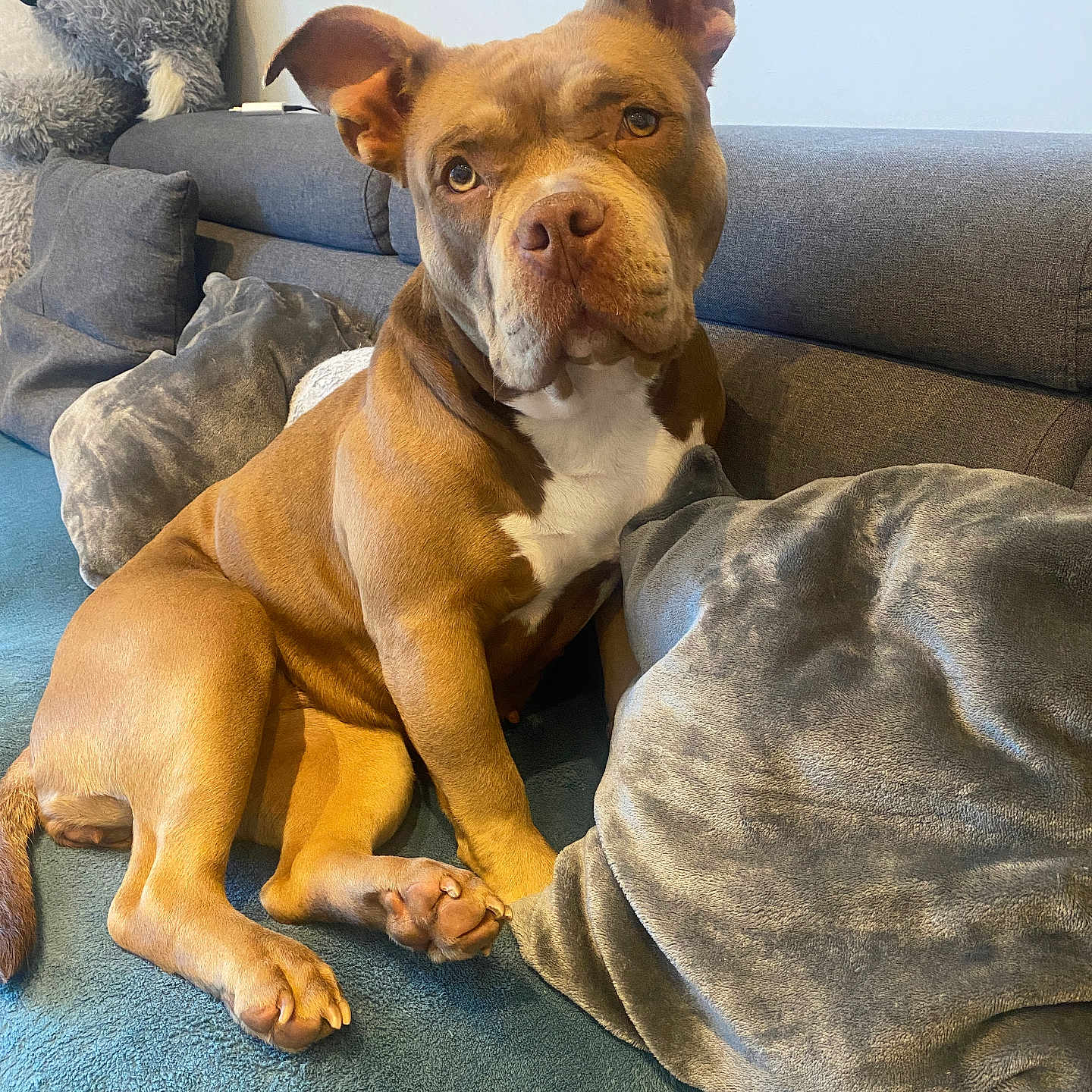 Narka a rejoint le concours — aidez-le/la à gagner de superbes lots ! animal, blanket, boxer, bulldog, canine, couch, cushion, dog, dogbed, frenchbulldog, furniture, homedecor, pet, pillow, pitbull, puppy, snout