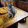 animal, bowl, cabinet, cat, countertop, cozy, curious, domestic, feline, glass, gray_cat, household, indoor, kitchen, pet, sitting, tabby, tile_floor, wood, wooden_table