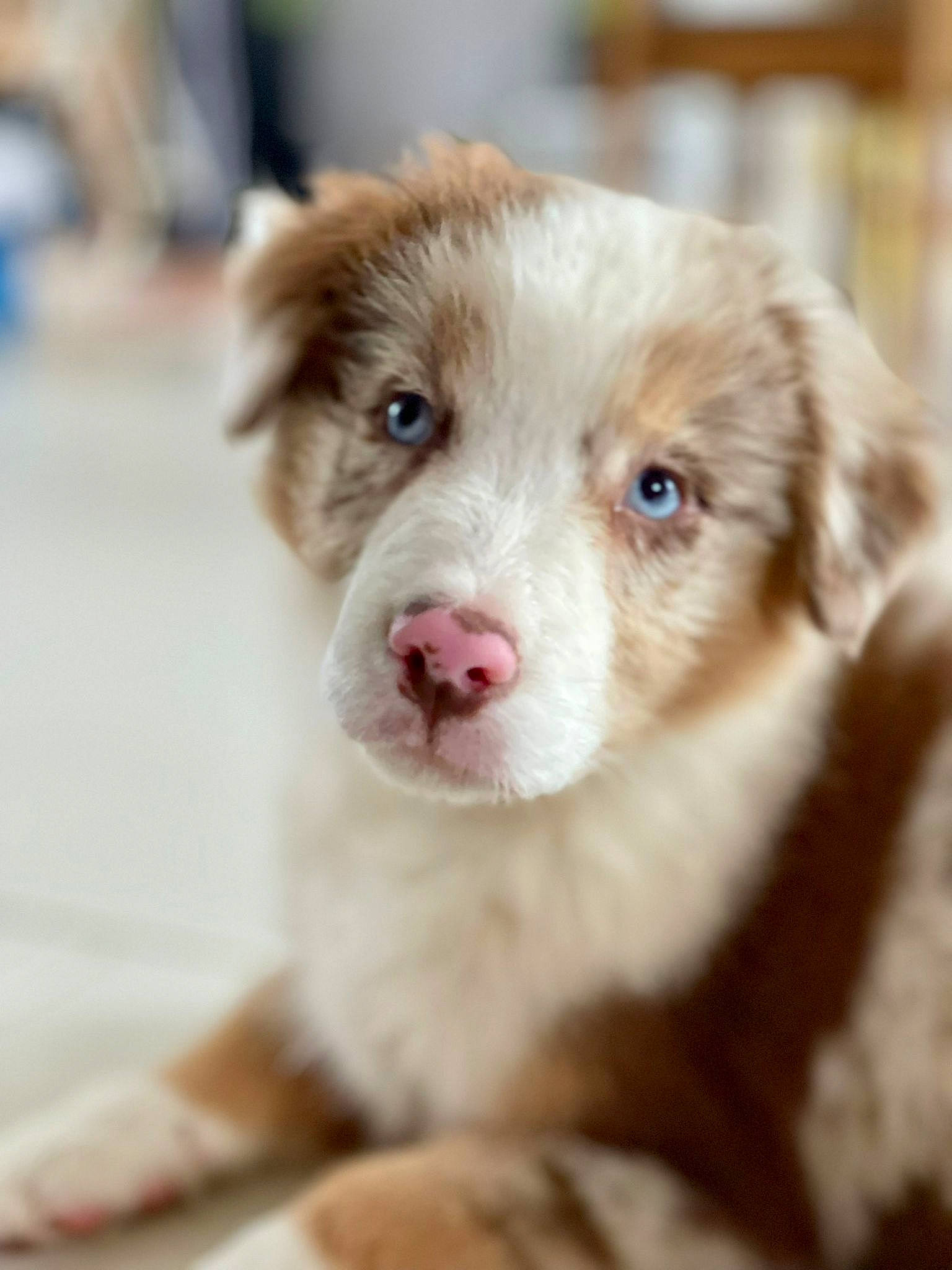 Shadow participe au concours pour gagner de l'argent avec cette photo : canidae, carnivore, companion_dog, dog, dog_breed, eyelash, fawn, fur, liver, non_sporting_group, paw, puppy, sporting_group, street_dog, terrestrial_animal, whiskers, working_animal, working_dog