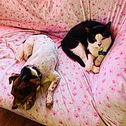 Milo is registered to the contest to win money with this photo: dog, cat, pet, couch, floral_pattern, pink, animal, resting, indoor, cozy, companion, fur, cute, relaxed, home, floor, milo_tag, spotted_dog, black_and_white_cat, sleeping