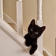 Boo joined the competition — help win amazing prizes! abyssinian, animal, architecture, blackcat, building, cat, handrail, house, housing, kitten, manx, pet, plywood, railing, staircase, wood